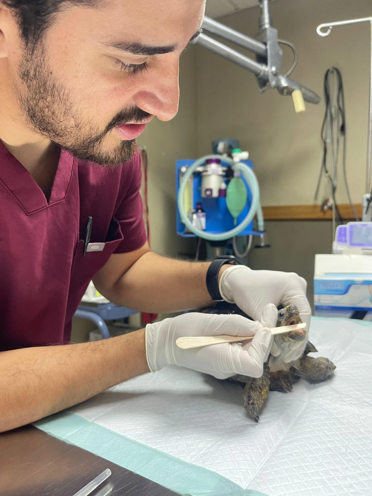 Consulta de anfibio